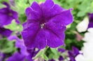 Blue Surfinia