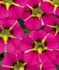 Calibrachoa Caliplosion Purple