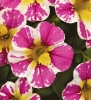 Calibrachoa Candy shop Sweet Tart