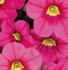 Calibrachoa Fancy Fuchsia