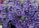 Calibrachoa Indigo