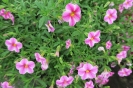 Calibrachoa Painted Pink