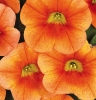 Calibrachoa Pumpkin Spice