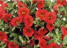Celebration red