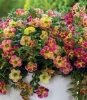 Chameleon Sunshine Berry