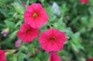 CHERRY SUNBELCHIPI