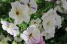 Crazytunia Cloud No 9
