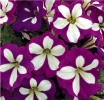 Crazytunia Lucky Lilac