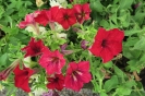 Crazytunia Madeville