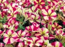 Crazytunia Razzmatazz