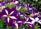 Crazytunia Starlight Blue