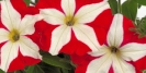 Crazytunia Swiss Dancer