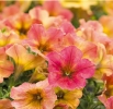 Crazytunia Terracotta