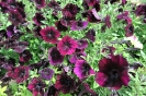 Debonair Black Cherry