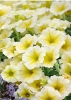 Happytoonia Yellow