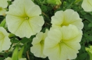 Impulse Yellow