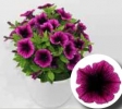 Marisco Recife Lilac Compact