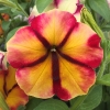 Penuia Prettytoonia Cherry Lemon