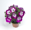 Petnia Sanguna Patio Twirl Purple