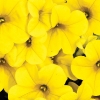 Petunia Calitastic Gold