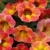 Petunia Chameleon Atomic Orange