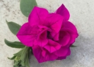 petunia magda