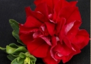 petunia nancy