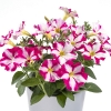 Petunia Prettytoonia Pink Jet