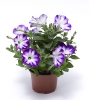 petunia Sanguna Radiant Dark Blue