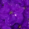 Petunia WFL Constellation Virgo