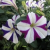 Prettytoonia_White Star