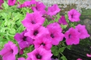 Purple Surfinia