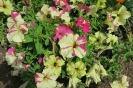 Sophistica lime Bicolour