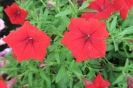Surfinia Deep Red