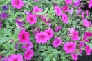 TRAILING FUCHSIA