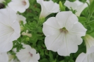 White Surfinia