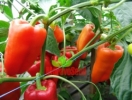 Paprika Andrea