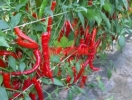 Paprika Artist
