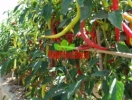 Paprika Beros