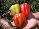 Paprika Citrina