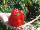 paprika_granova