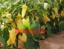 paprika_Monanta