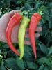 Paprika Ohnivec