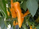 Paprika Ornella